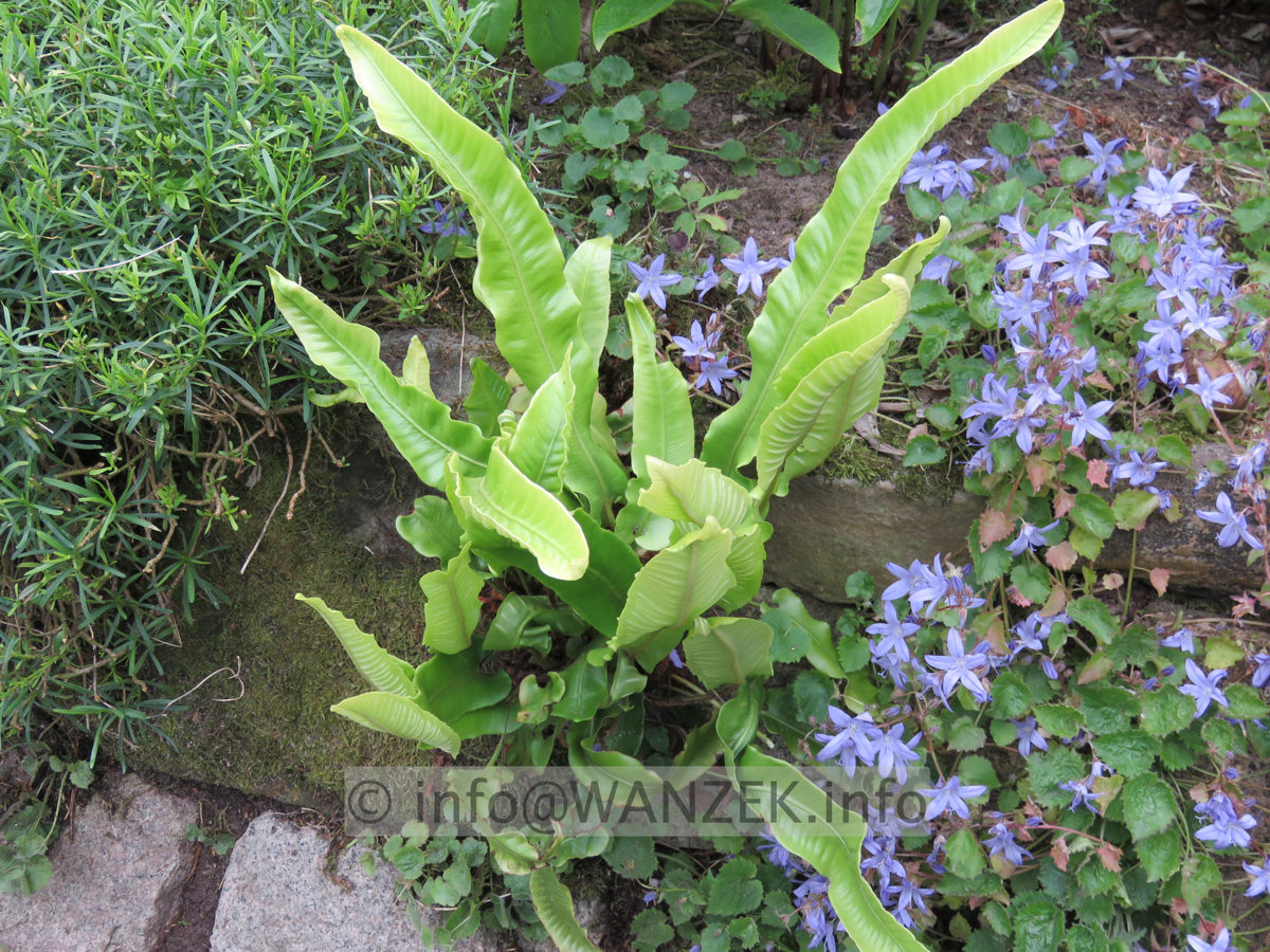 Phyllitis scolopendrium - in Mauer.JPG